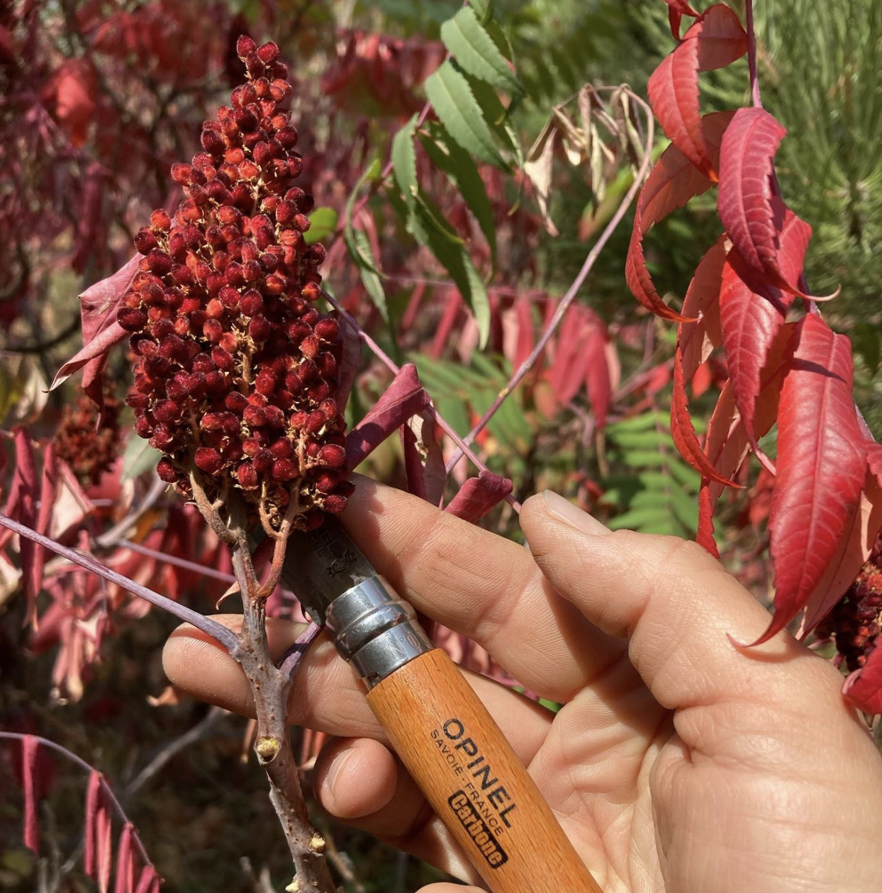 foraging chokeberries 